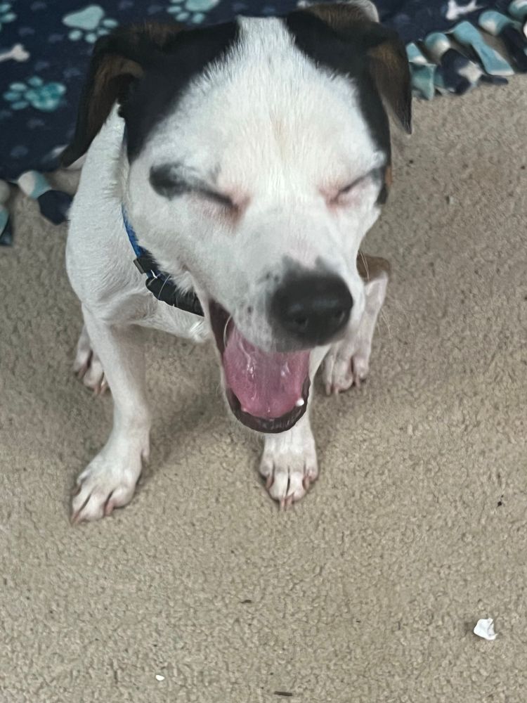 A white dog with black spots in the middle of a yawn