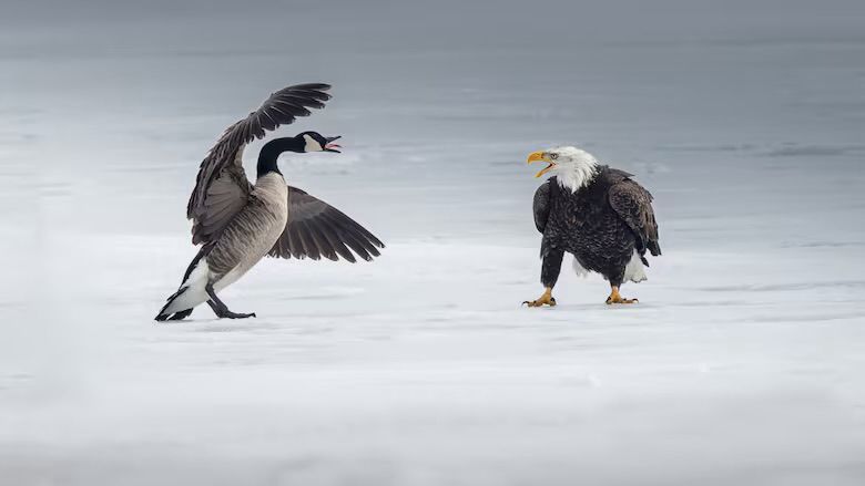 Canada Goose facing off against a bald eagle. Photo credit Mervyn Sequiera.