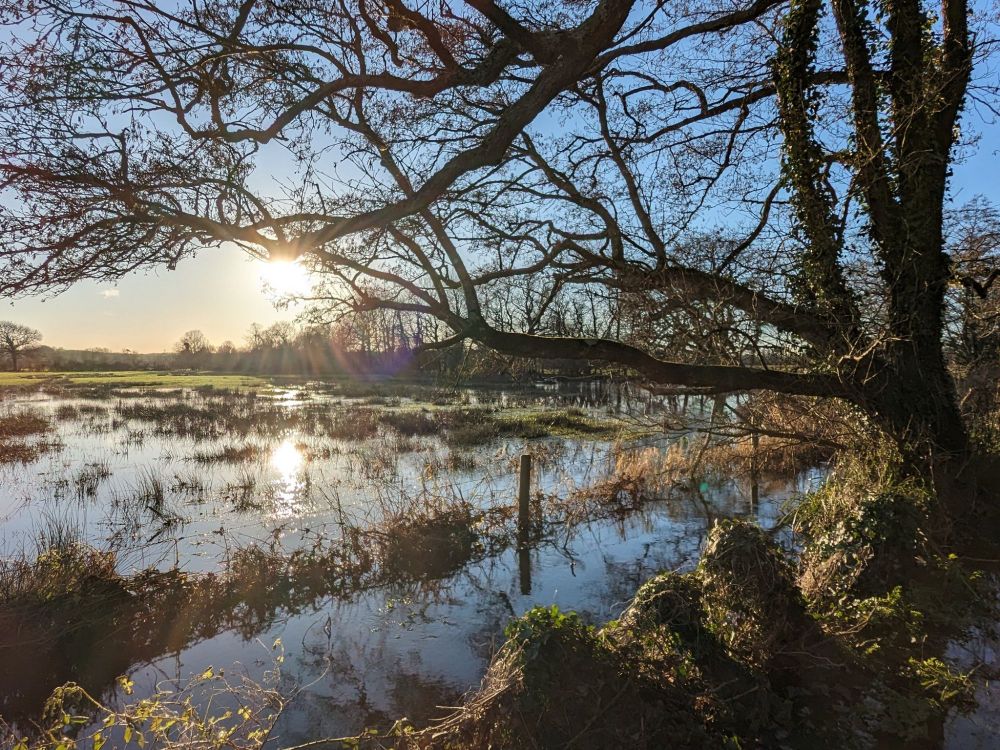 Low winter sun over the floodplains of the Dorset Frome at Lower Bockhampton. Predominantly blue, clear winter blue. Tree, with ivy, silhouette in the right foreground. Many shades of green/brown. 