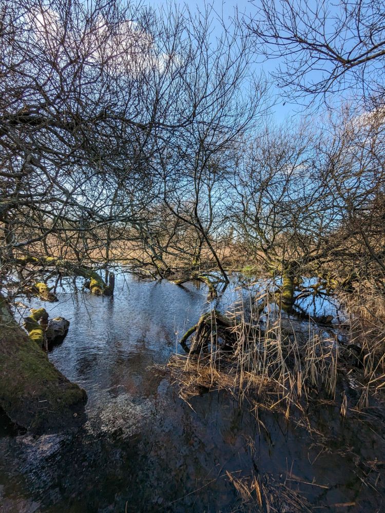 Small pond under bare willow trees. Blue winter sky reflected in pond suggests it might be cold.