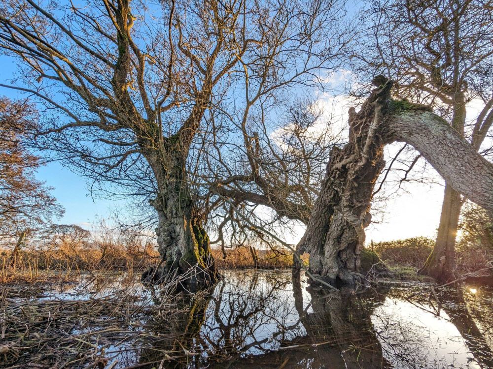 Two big veteran alders stand with their feet in water by the Dorset Frome. Grey barked, furrowed barked. The trunk of the right hand one is broken (but not detached) and now rests on the ground. Still full of life even at this age.