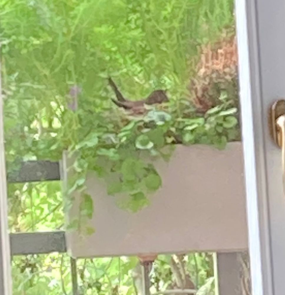 Eine Amsel brütet in einem Nest in einem Blumenkasten.