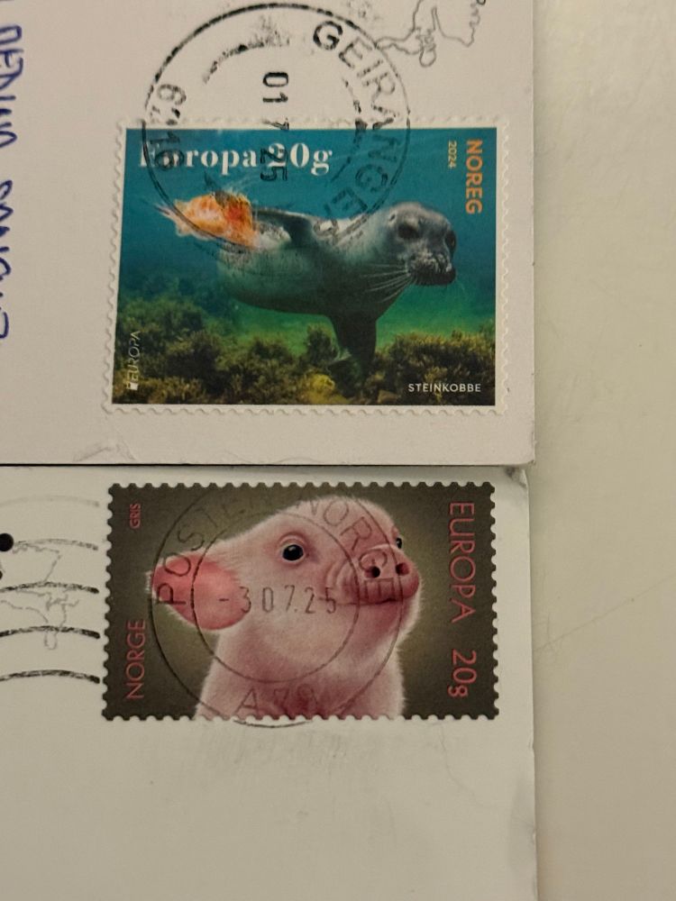 Foto de dos sellos, uno es de una foquita y otro de un cerdito
