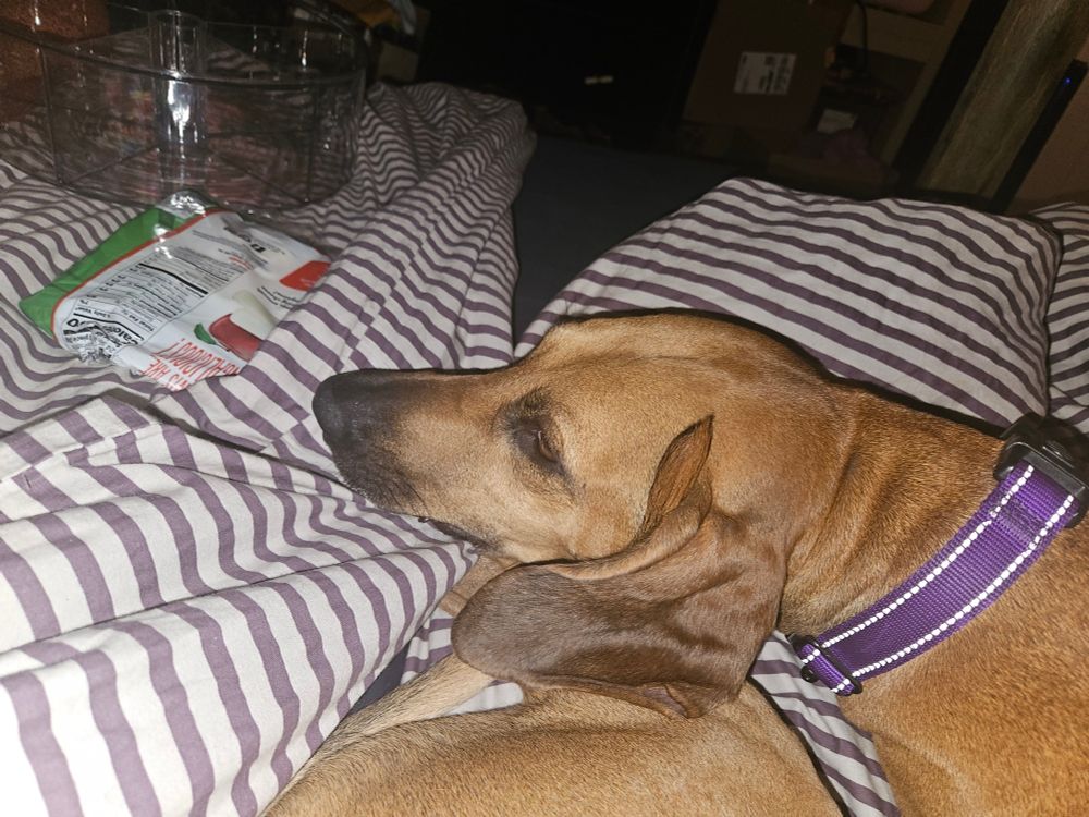 A cutie pie dog lays on a bed with a purple collar,  a black nose, and ears slightly too big for her head.