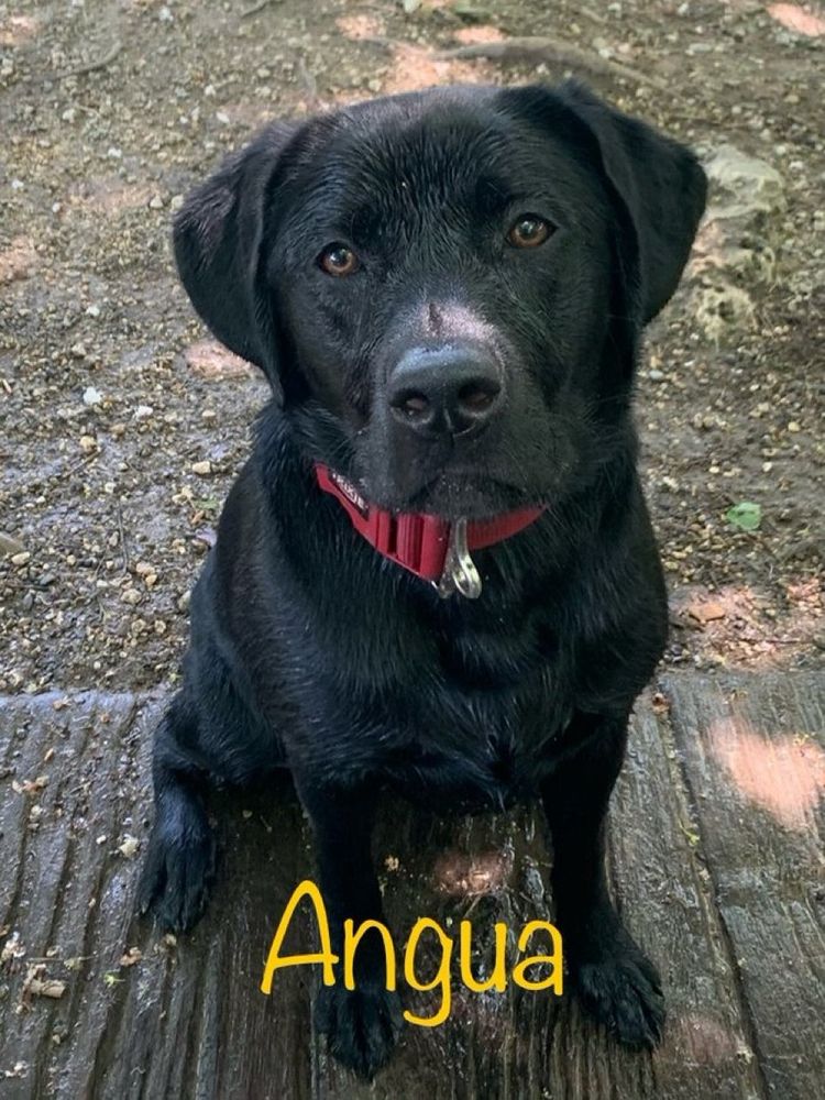 Eine schwarze Labradorjunghündin mit rotem Halsband sitzt auf dunklen Holzplanken und schaut in die Kamera. Die Wachstumsrichtung des Fells auf der Nase bildet einen Strich in der Mitte. Darunter steht der Name Angua