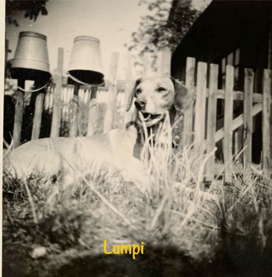 Die Kamera muß wohl auf dem Boden gestanden haben von der Perspektive her.
Schwarzweißfoto
Im Vordergrund Gras. Darin liegt ein heller Dackel-Schäferhund-Mix der überwiegend aussieht wie ein Dackel. Hinter dem Dackel ist ein einfacher Holzzaun. Links auf dem Zaun zwei umgedrehte Eimer. Rechts hinter dem Zaun ein dunkles Haus. Darunter steht Lumpi.
