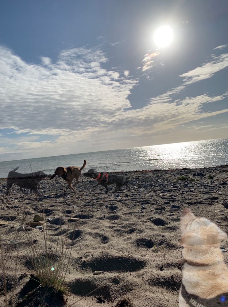 2. Fotomontage:
Von oben nach unten: 1/3 Himmel Blaugrau rechtes drittel Sonne
Darunter Wolken in weiß/grau und gelb
1 Streifen Meer in Blau/grau etwas dunkler als der Himmel 
die Sonne spiegelt sich
½ Strand in Beige/Grau
Rechts unten Geisterhund Chucky sitzt zu sehen Schultern aufwärts
Mitte auf dem Strand links
Geisterhund Tarja schaut zu Labradorrüden Barney Mitte mit einem Orangenen Dummy im Maul
daneben steht Geisterhund Angua und schaut auch zu Barney