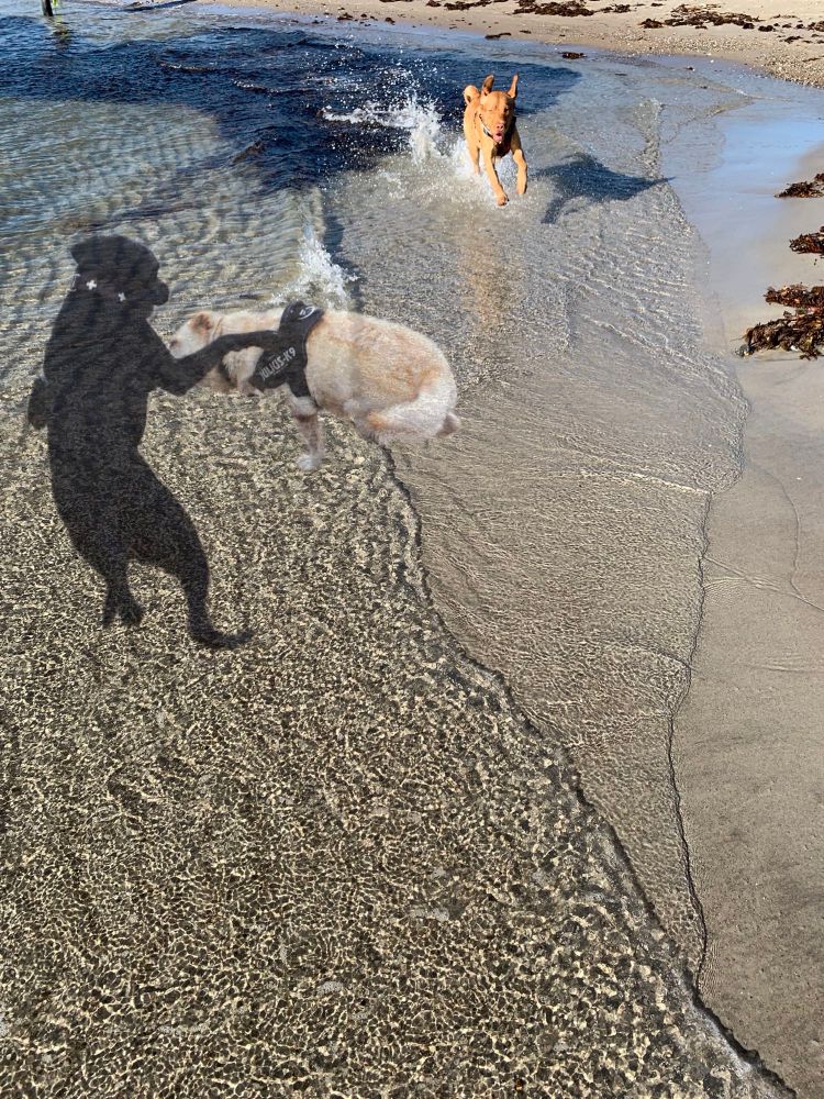 3. Fotomontage
Oben rechts ein schmaler Streifen Sandstrand darunter Sandstrand über dem ca. 2 cm 
Wasser sind. Genug um wie angestochen durchzurennen und das Wasser nach allen 
Seiten hochspritzen zu lassen. Das tut Barney im oberen Drittel. Maul offen, strahlende 
Augen, der Spaß seines Lebens.
In der Mitte Geisterhund Tarja steht auf den Hinterläufen Geisterhund Chucky duckt sich 
spielerisch von ihr weg
