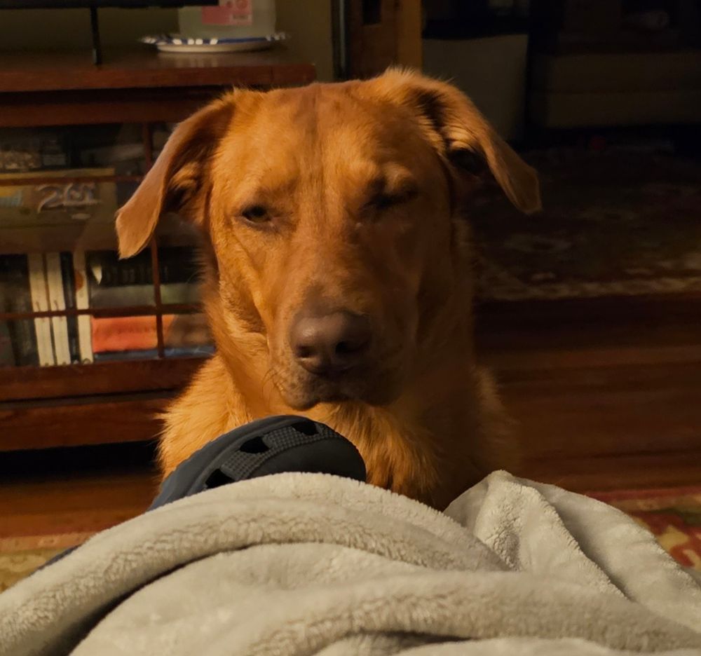 Syvie giving Suze an "are you kidding me" look. She's contemplating driving to TN and spending the next 4 weeks sitting on her