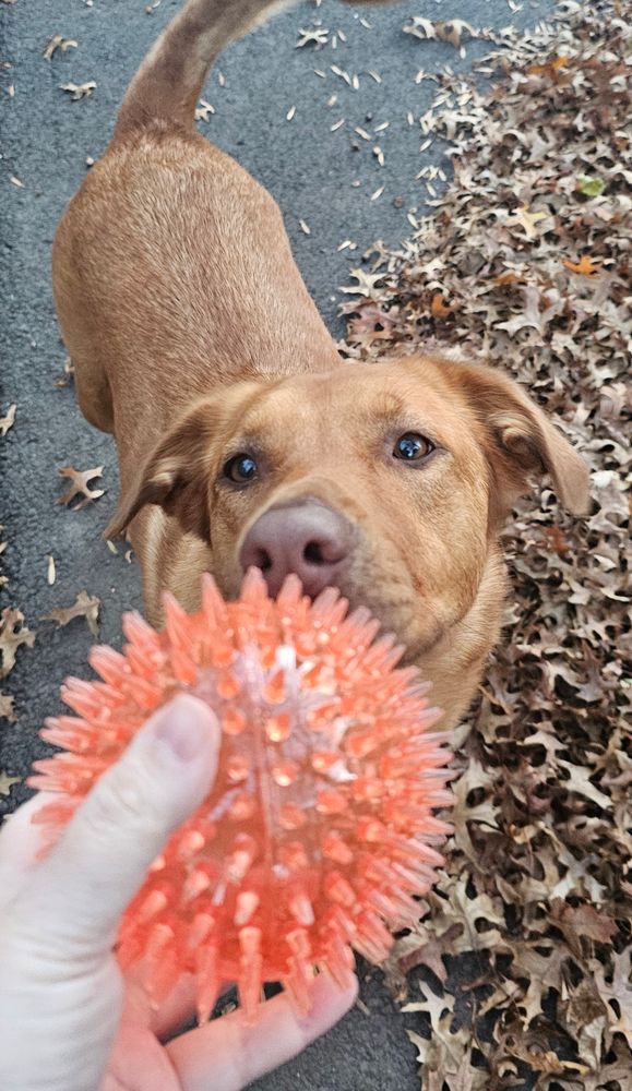 An amber dog sniffing an orange jelly ball