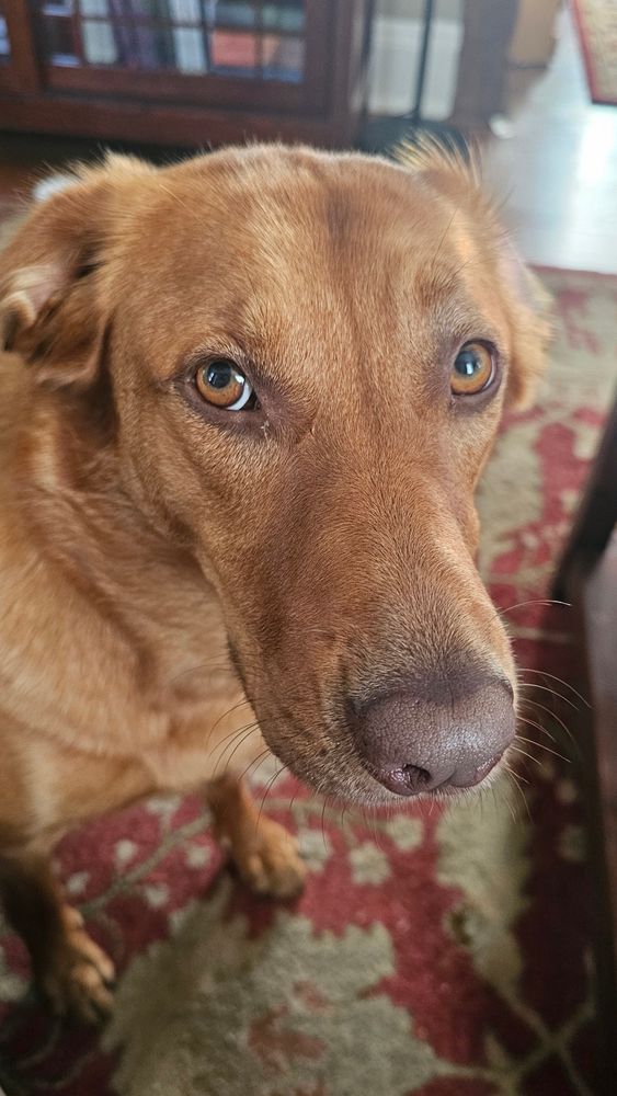 An amber dog looking hopefully at the camera 