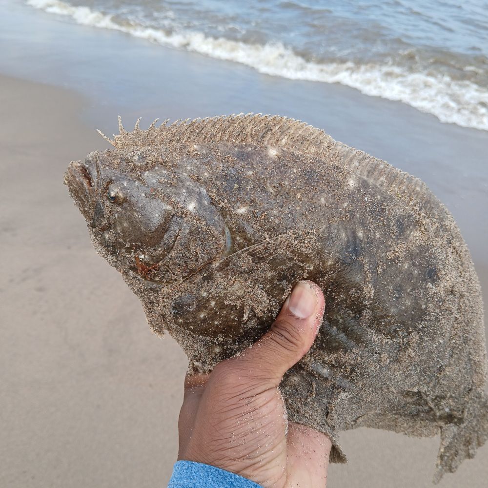 A picture of a flounder in my hand. 