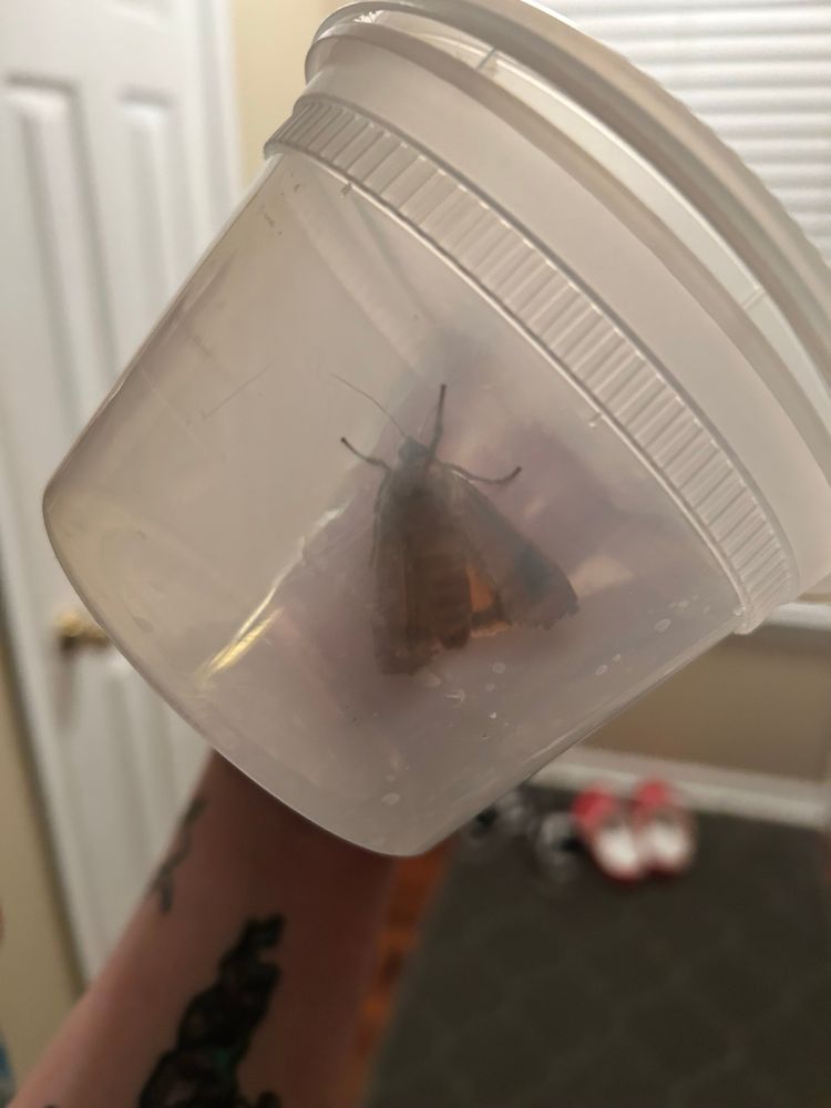Huge moth, unaware of species, in a plastic food container. 