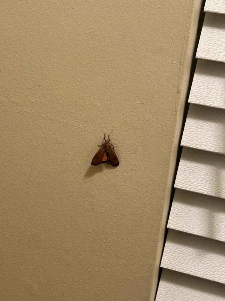 Huge moth, no idea the species. 