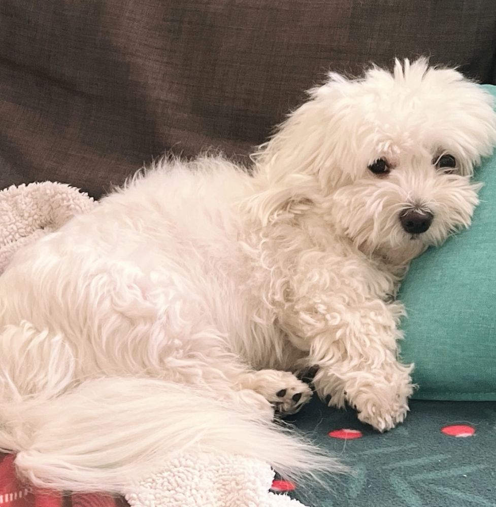 Ein weisser Hund liegt auf dem Sofa, im Hintergrund graue Kissen, es liegt auf einer rot grünen Decke 