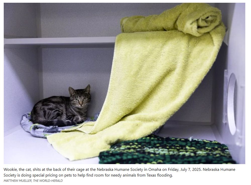 A cat sitting at the back of a cage at the Nebraska Humane Society.