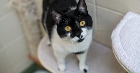 Random Cat #1674

Origin: https://www.animalhumanesociety.org/resource/transitioning-outdoor-cat-indoor-life