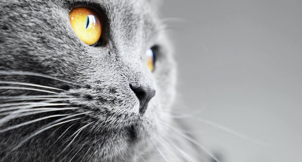 Random Cat #1683

Origin: https://blog.feliway.com/us/curious-kitties-why-do-cats-have-whiskers