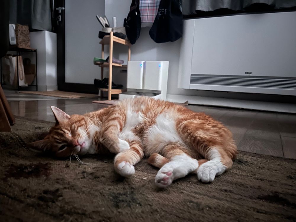 A photo of Pixelcat (an orange tabby boy with white belly and socks, and one eye) stretched out on a čilim style rug in front of a rack of shoes (all flats) and a pair of automatic dry food feeders, looking exhausted yet happy. This is my mood. As Bijan said once, the pair of cats are my familiars. We are emotionally linked.