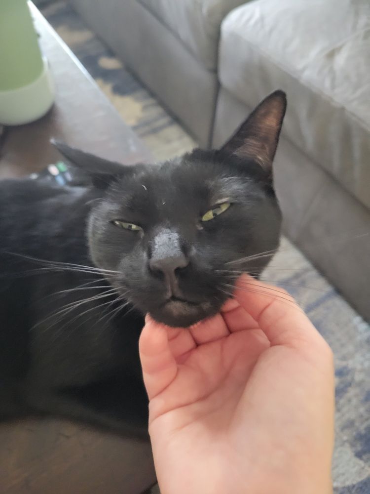 Cat being scratched under chin