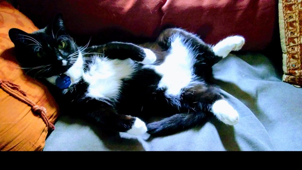 Tuxedo cat reclining on a couch like a dufus.