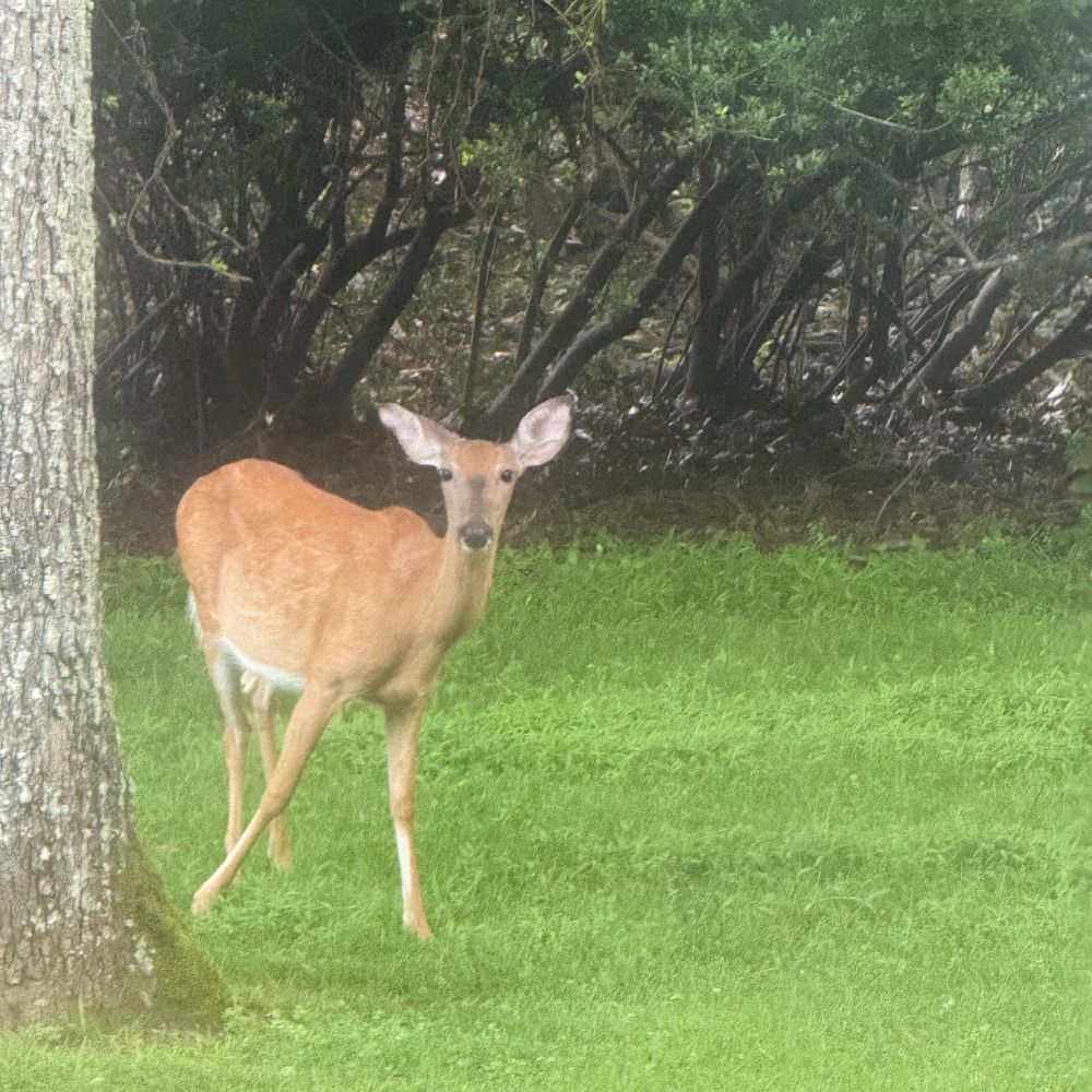 A deer standing on green grass, looking towards the camera, with a background of trees and bushes.