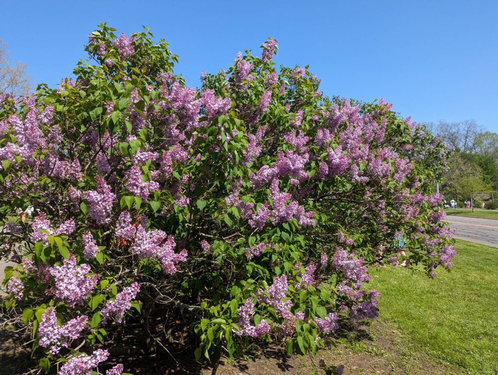 Some lilac bushes in bloom at Highland Park in Rochester NY. The bush is between 7 and 8 feet tall with bright green leaves. The bushes are heavy with light purple flowers that give off a delightful fragrance