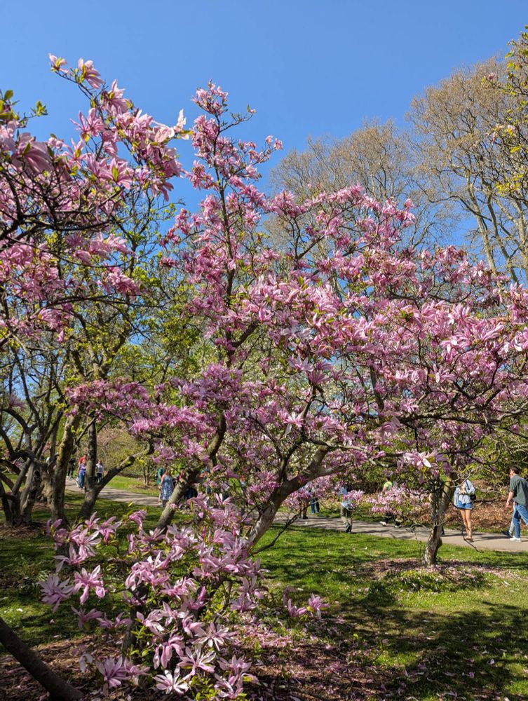 Sugar magnolia tree, slightly past it's prime flowering time. The light pink flower petals cover the tree's extensions and give off a very mild, pleasantly sweet scent.