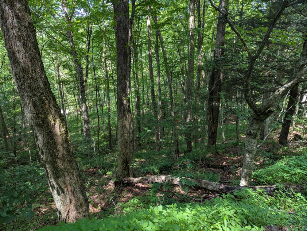Trees on a hill