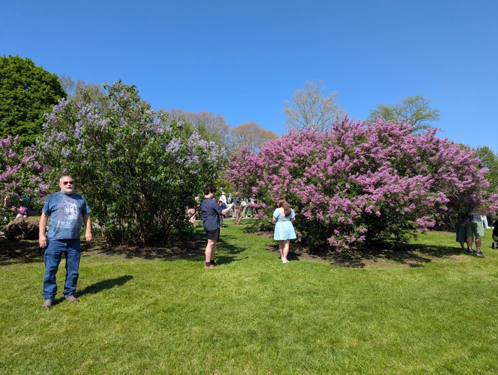 People enjoying various lilac bushes. Light purple and light blue lilac flowers are represented here.