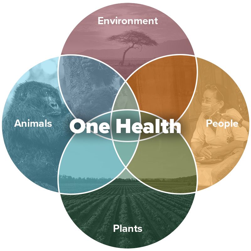 Colorful venn diagram depicting the intersections of One Health