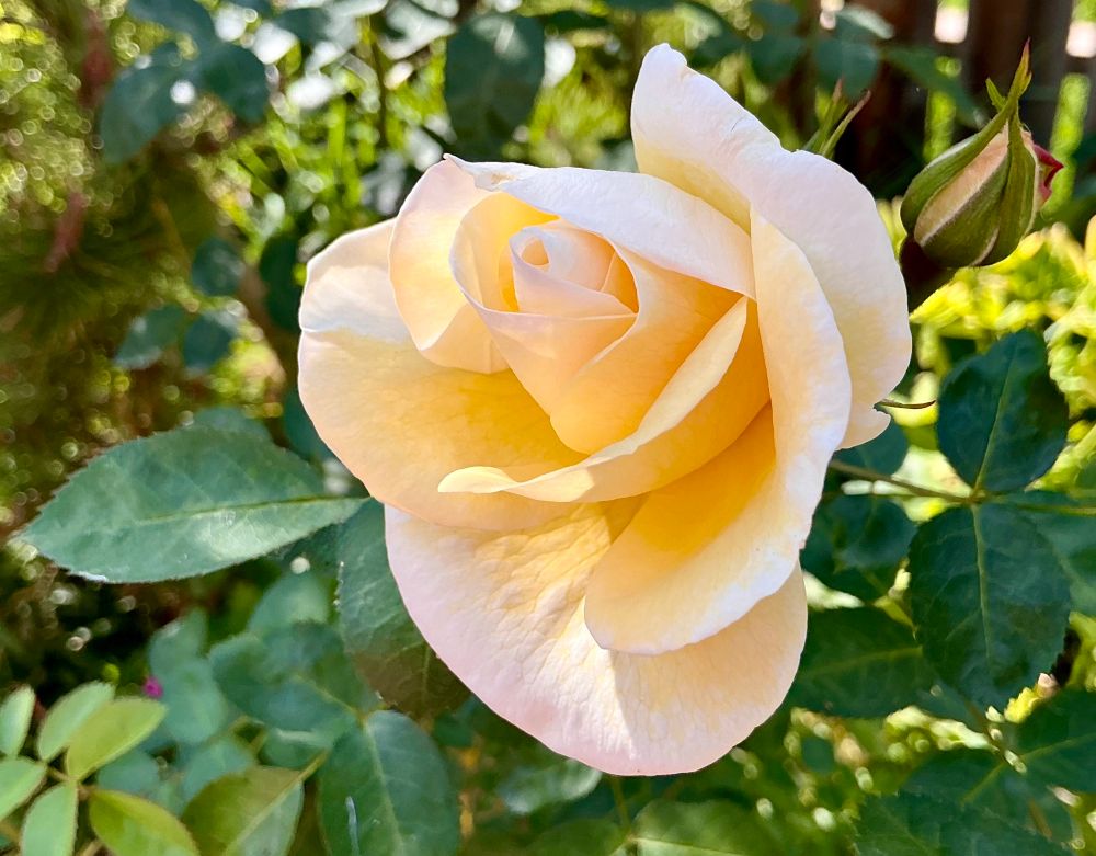 A photo I just took in my garden of my mother’s white rose bush. It is flowering!