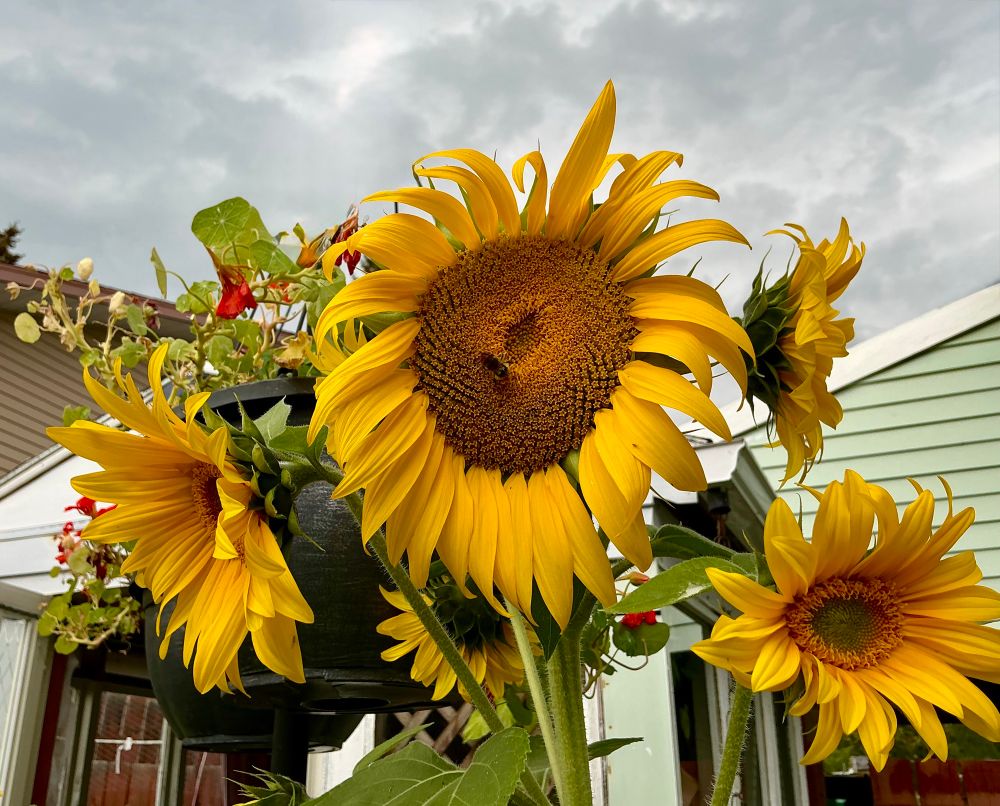A poem by me and a photograph of a multi headed sunflower, since I am shooting up there is a stormy sky in the distance. It was just starting to rain and thunder was rolling. I love the smell of rain.