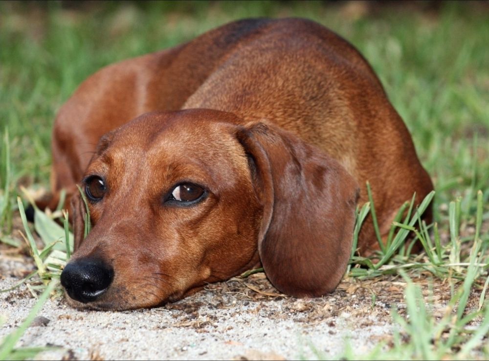Brown dachshund, lying down and looking critically at the camera.
