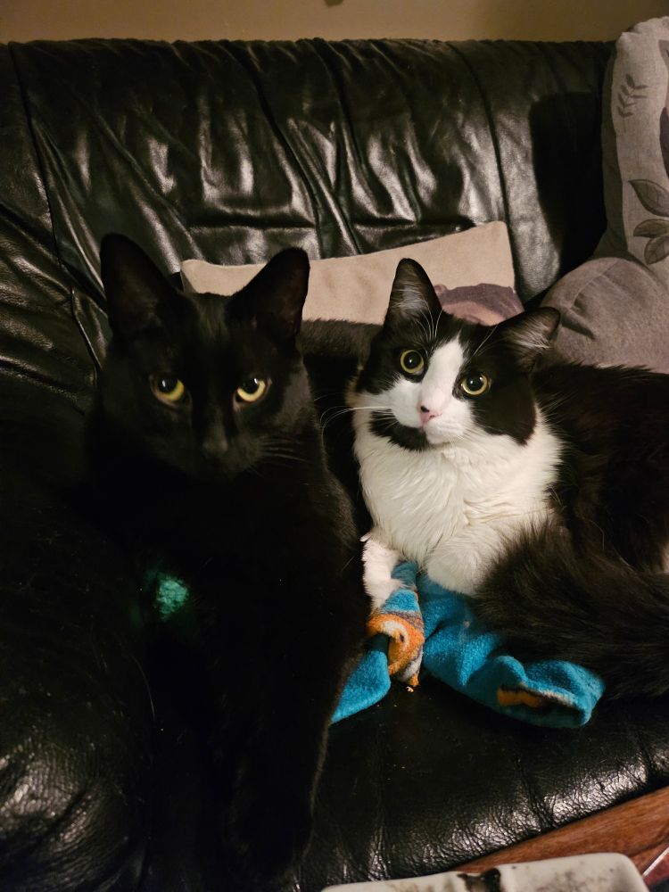 Two cats, Merlin (all black and yellow eyes) and Mochi (black and white with yellow eyes) cozying up on our crappy couch