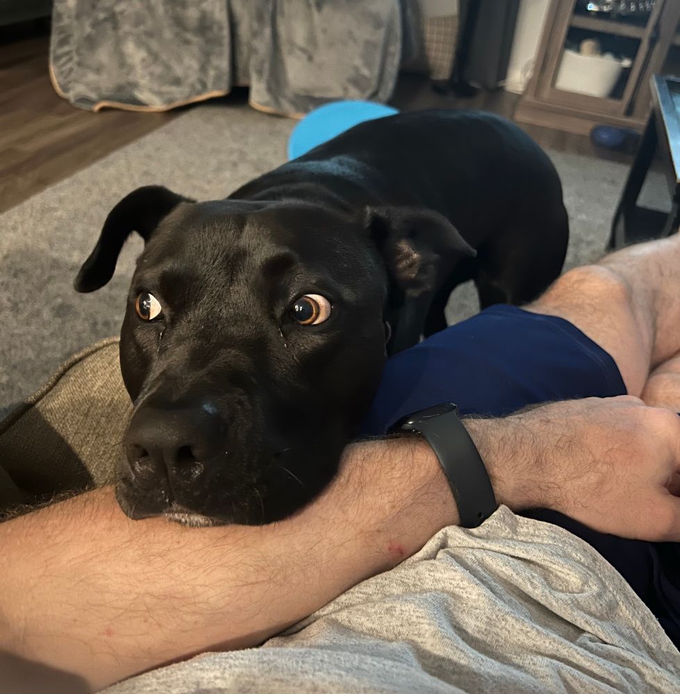 black dog looking away from camera with his chin on a man’s arm
