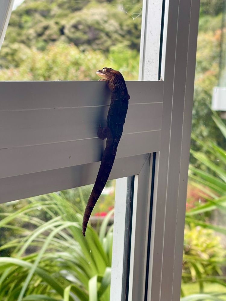 15cm gecko gripping a window frame 