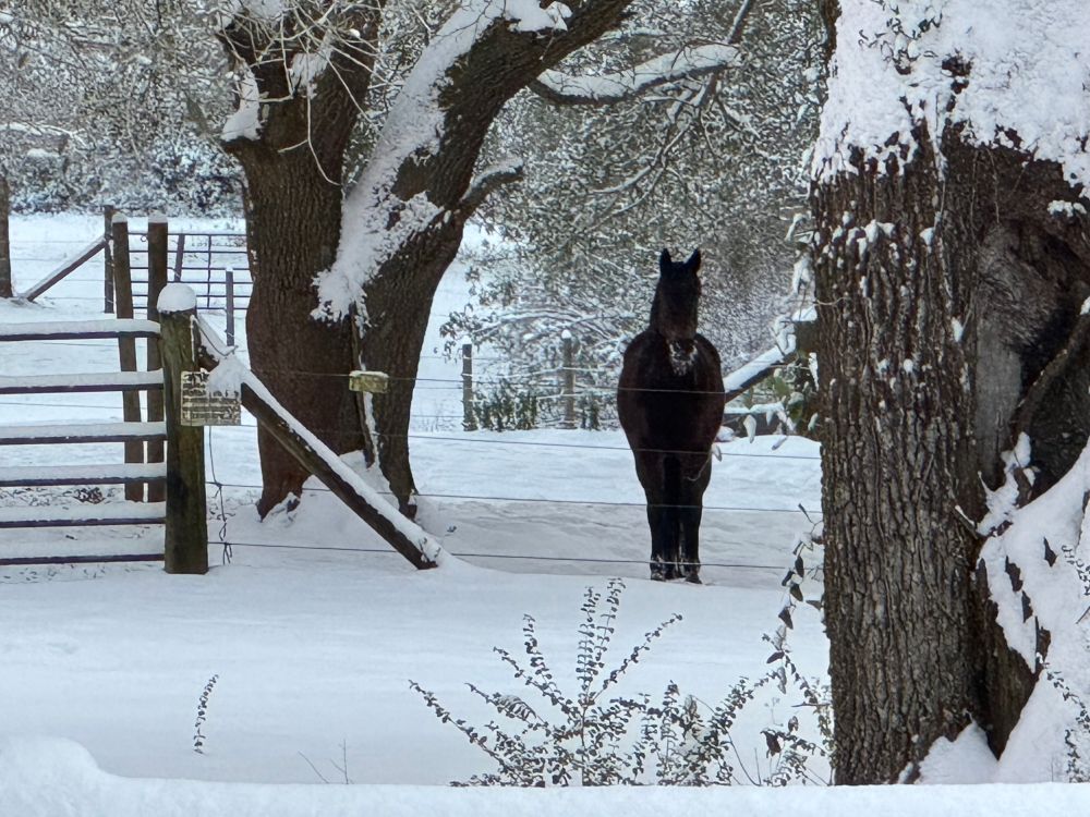a snowy pasture with a brown horse standing directly facing the camera, with a frosty muzzle 