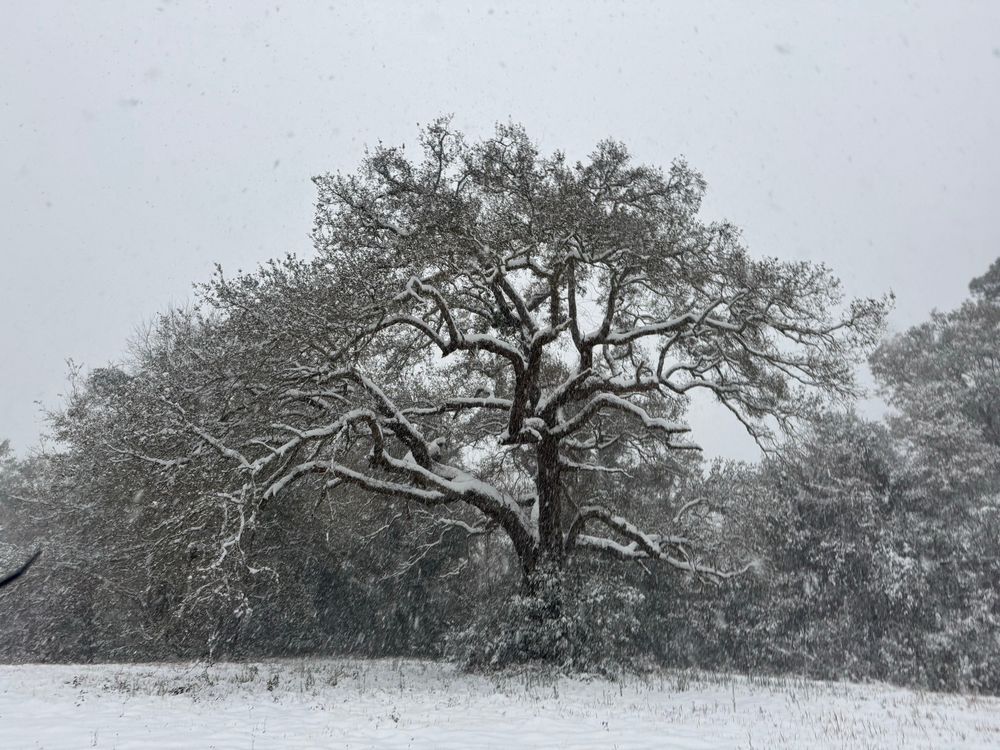 a live oak tree covered in snow in a snowy field 