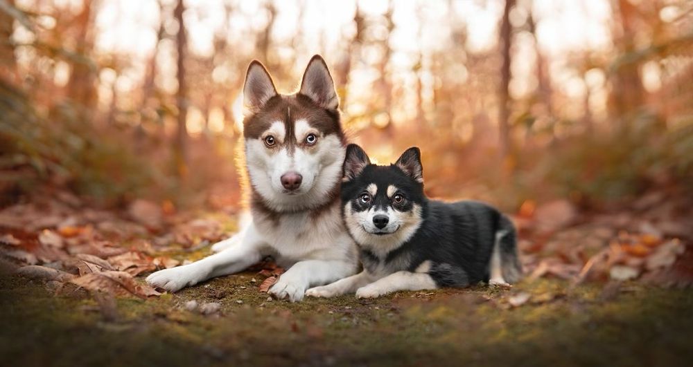 This photo shows two dogs that are both Siberian husky and Pomeranian mixes. One is white and brown and the other is black and white. They are in a wooded area laying on leaves. 