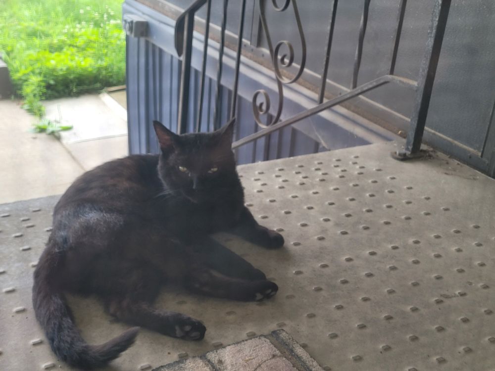 A black cat lays on cement steps at the front door of a home. Seen through window screen. 