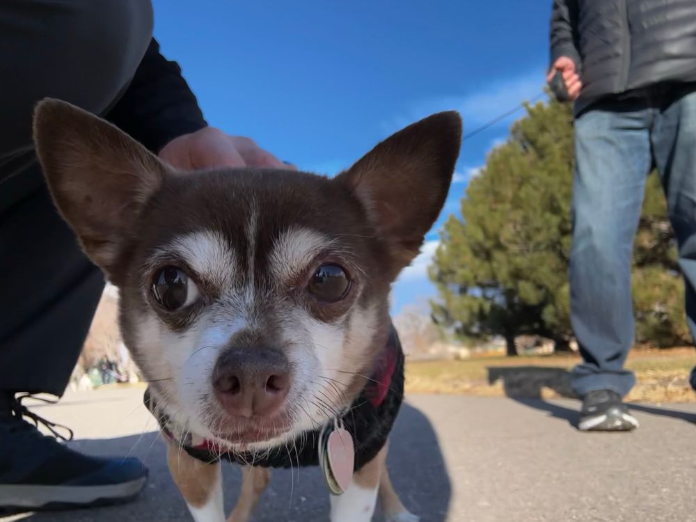 Chihuahua dog with vest on because it was chilly out.