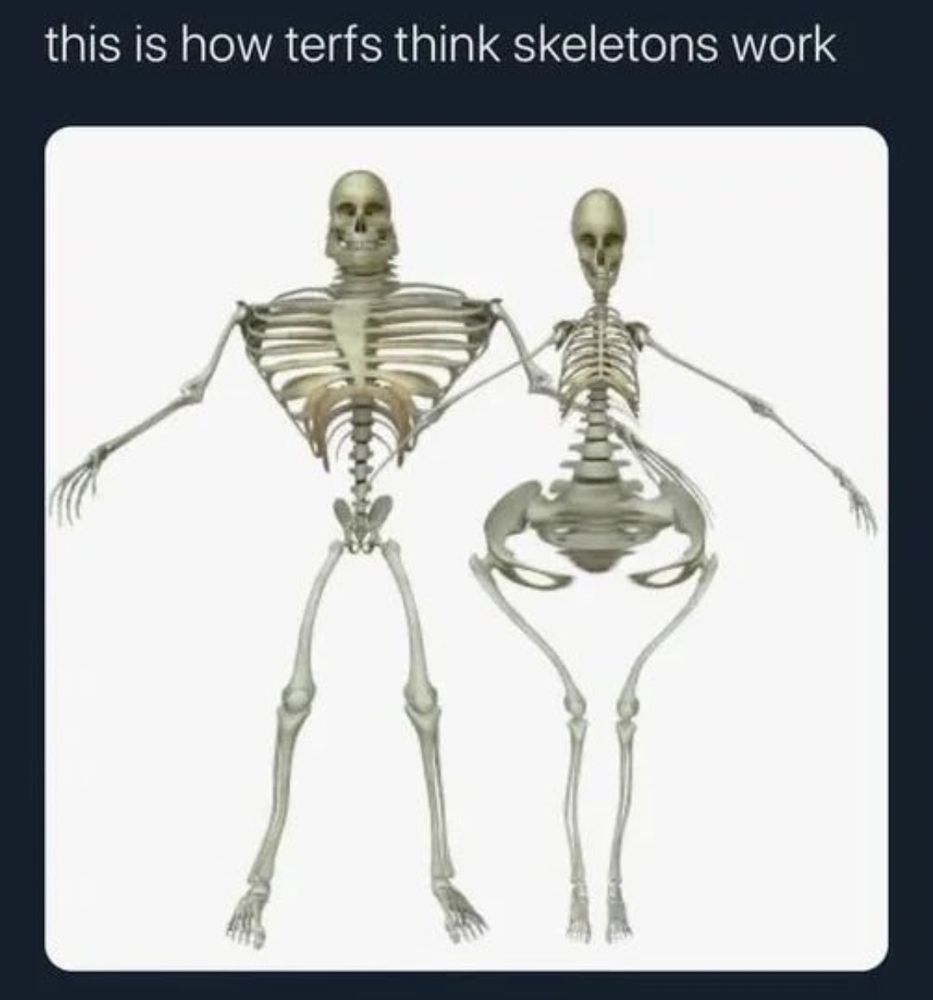 Así es como las terfs piensan que los esqueletos funcionan