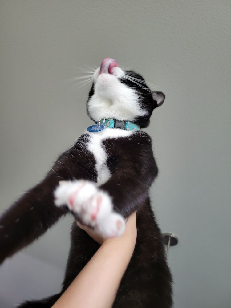 terrible tuxedo cat being held in air jail, shes licking her lips after her oil drinking crimes