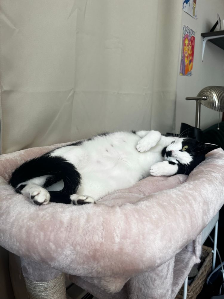 Tuxedo Cat “Theo” lounging on his back in a fluffy pink bed at the top of a cat tower