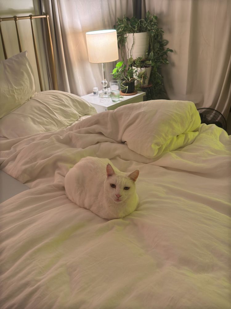 A white adult cat on a white bedspread in a white room. 
