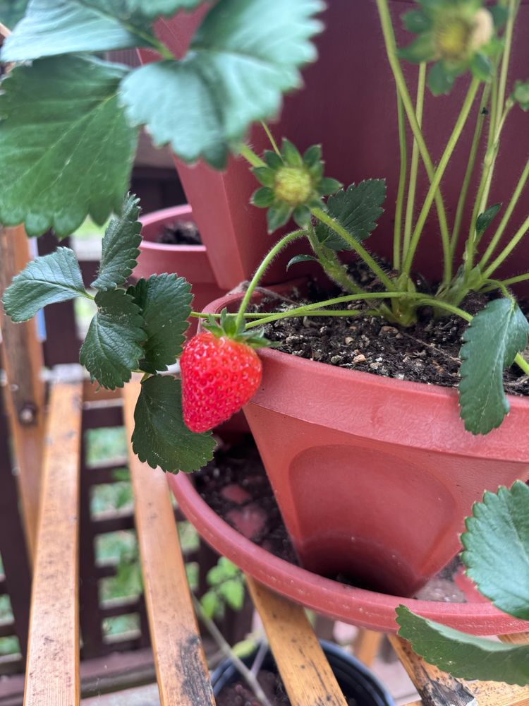 Closeup of a strawberry planter pot with one small ripe strawberry dangling over the edge. 