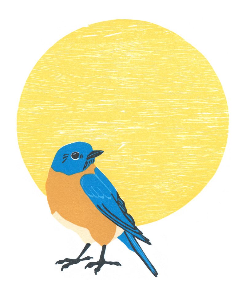 An Eastern Bluebird facing left but looking over its shoulder. Orange chest, bright blue wings in front of a golden yellow circle