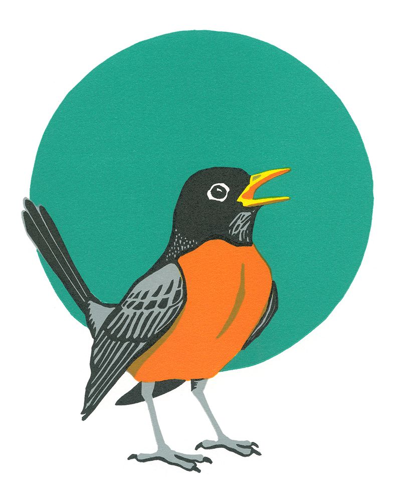 A cheerful American Robin with its beak open in front of a teal colored circle.