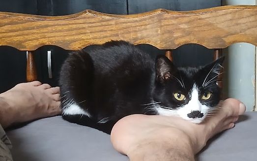 Koosje on my foot